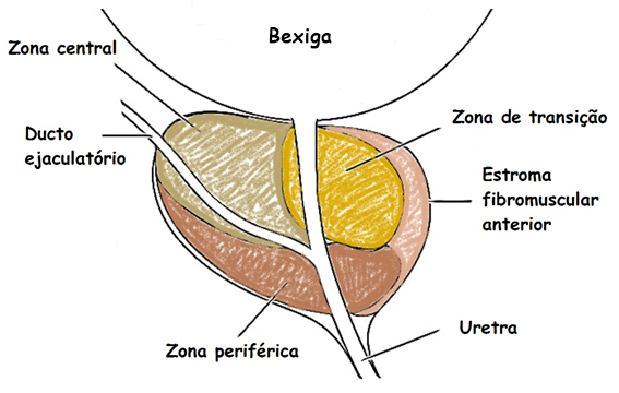 Preparo biopsia de próstata